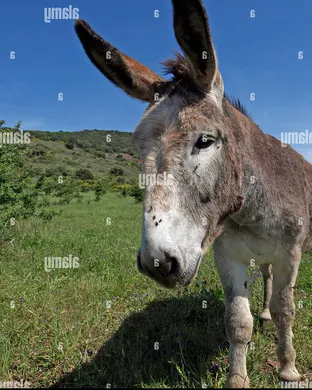 Mini Trees Minneapolis